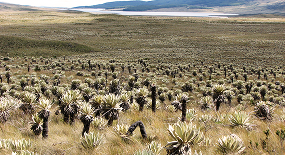 CONSTITUCIÓN POLITICA Y ACCIONES JUDICIALES EN MEDIO AMBIENTE COLOMBIA